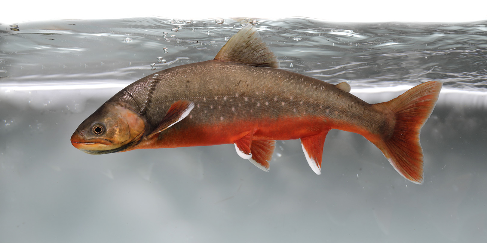 Species – ARCTAQUA