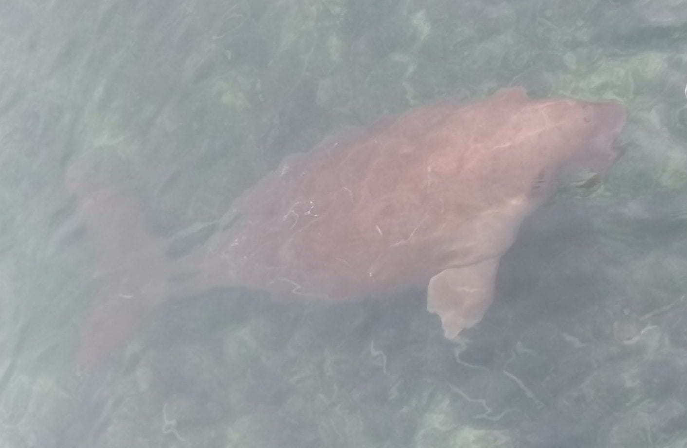dugong, a threatened species, at Raja Ampat, Indonesia